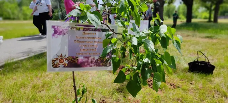 «Сирень Победы»