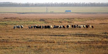 В Волгоградской области выводят новые внутрипородные типы овец мясного направления