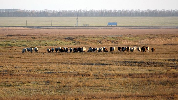 В Волгоградской области выводят новые внутрипородные типы овец мясного направления