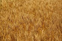Волгоградские аграрии расширяют производство высококачественной озимой пшеницы