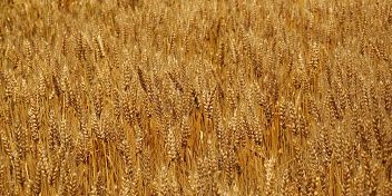 Волгоградские аграрии расширяют производство высококачественной озимой пшеницы